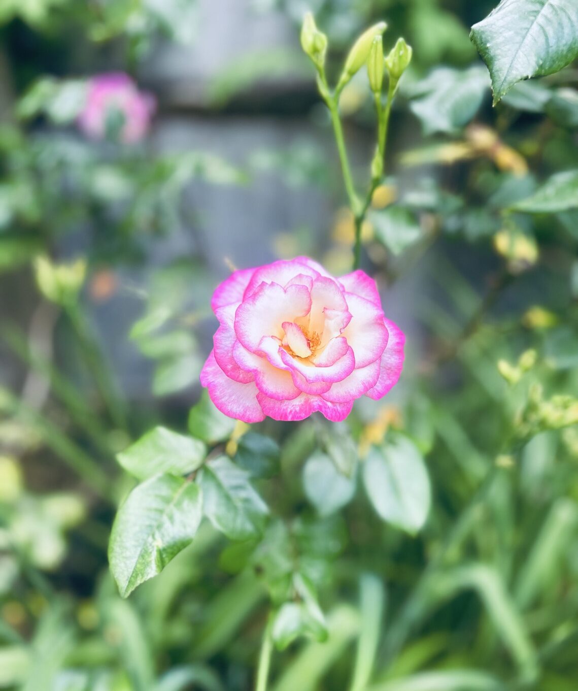 HG Rose